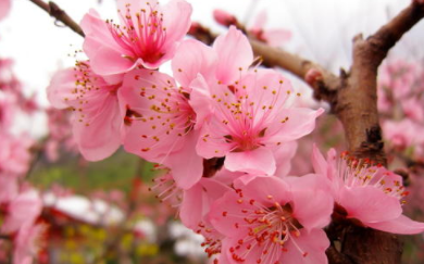 梦见“桃花”是好是坏？又代表哪些含义呢？