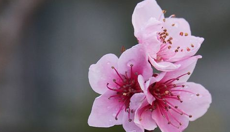 梦见“桃花”是好是坏？又代表哪些含义呢？