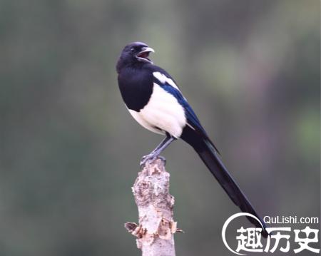 喜鹊与铜钱意为喜在眼前 喜蛛落下象征喜从天降