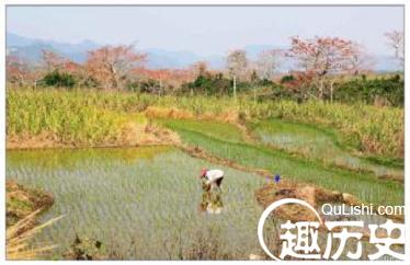 黎族人是怎样水田耕作的？有何民族特点