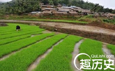 黎族人是怎样水田耕作的？有何民族特点