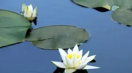 南北朝诗词代表人物生平简介:柳恽,作有《棋品》 3卷