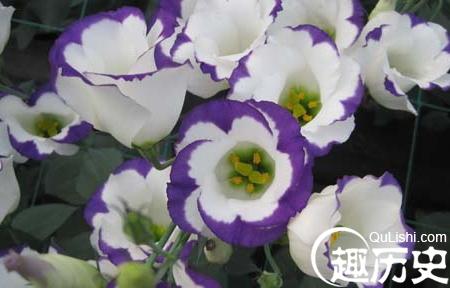 紫芝眉宇的故事